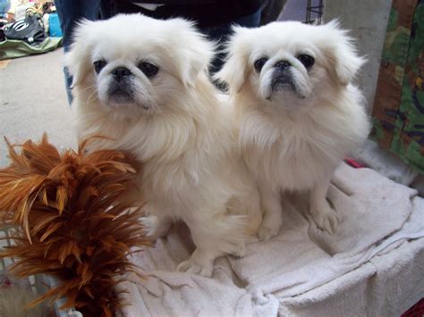 5 Ways To Know If A Pekingese Is Right For You Whisker Therapy