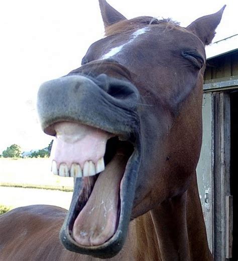 Funny Horse Face Blank Template - Imgflip