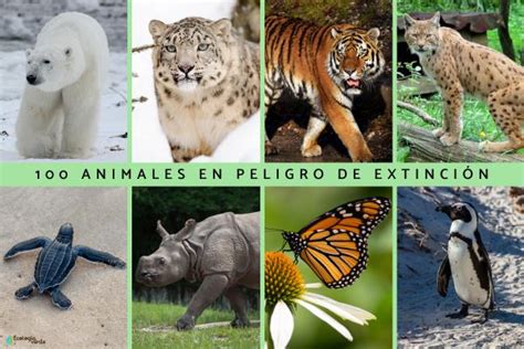 100 Animales En Peligro De Extinción Lista 2025 Y Vídeo