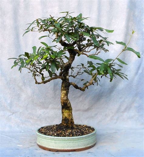 Rebuilding A Live Oak Bonsai | Bonsai South