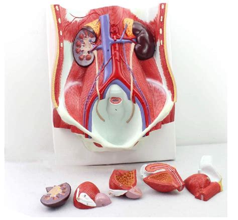 Buy Zamax Study Model Human Urinary System Model Male And Female