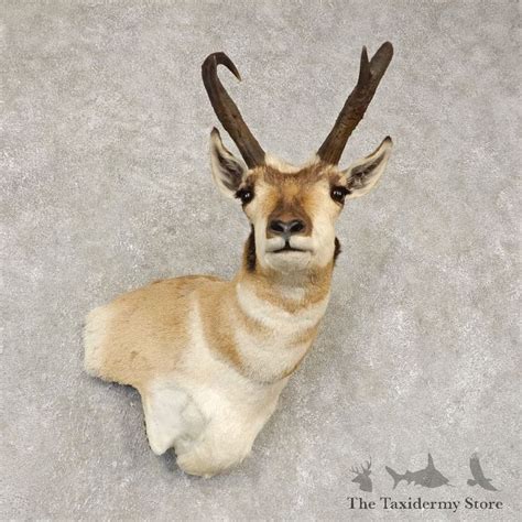 Pronghorn Antelope Wall Pedestal Mount For Sale 21444 The Taxidermy