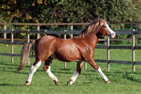 Welsh Pony Breed Guide – Characteristics, Health & Nutrition | Mad Barn