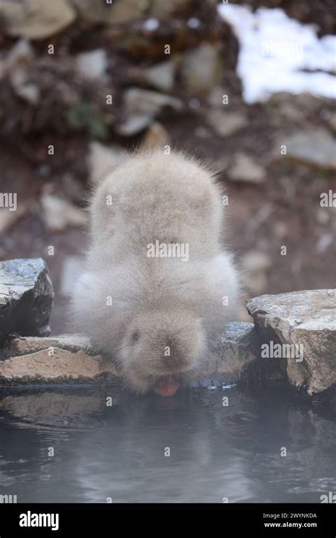 The Japanese Macaque Macaca Fuscata Also Known As The Snow Monkey