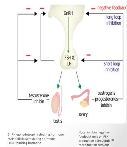 HRM Physiology Of Puberty And Precocious Puberty Dr Rose Hellekant