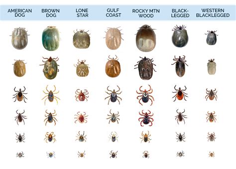 Tick identification guide – Artofit