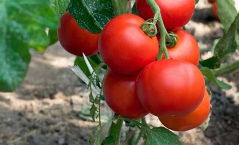 Which Undersized Tomatoes Are The Most Productive Healthy Food Near Me