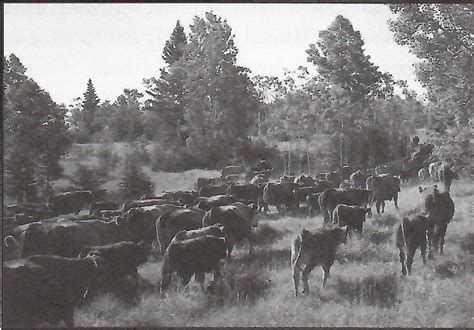 History of the Cattle Industry - CHAPS