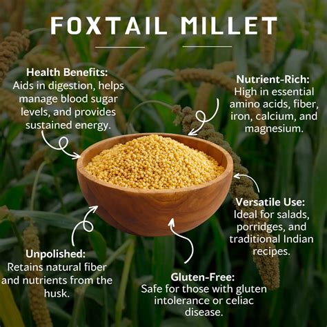 Foxtail Millet: A Nutritious Ancient Grain for Modern Living