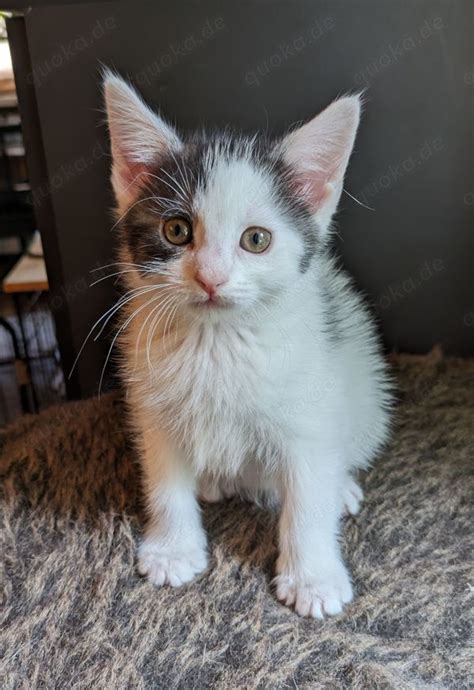 Maine Coon Bkh Mix M Dchen In Neustadt Katzen Kostenlose