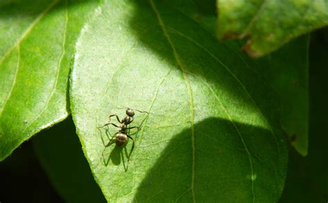 Carpenter Ants: Find Their Nest, Stop The Infestation