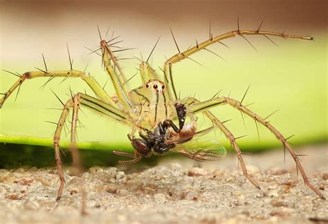 Aranha Inseto Macro Foto Gratuita No Pixabay Pixabay