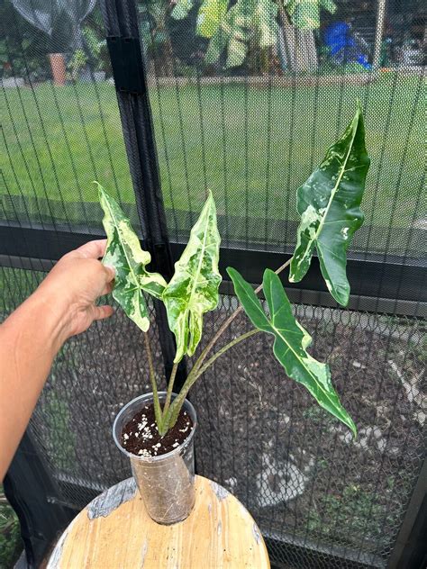 Alocasia Variegated Sarian Etsy