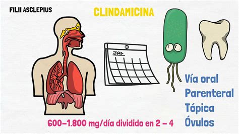 Clindamicina Para QuÉ Sirve Youtube