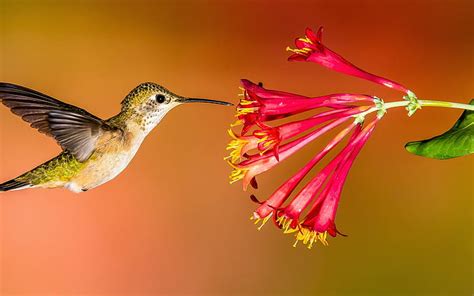 Hd Wallpaper Hummingbird Flying Red Flowers Wallpaper Flare