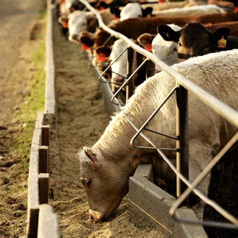 U S Livestock Cme Live Cattle Firm Remain Near Recent Highs