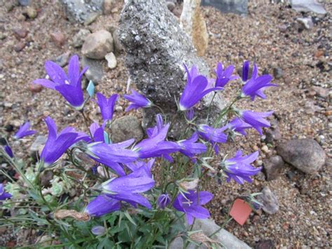 Campanula bellidifolia subsp bellidifolia Les alpines au Québec