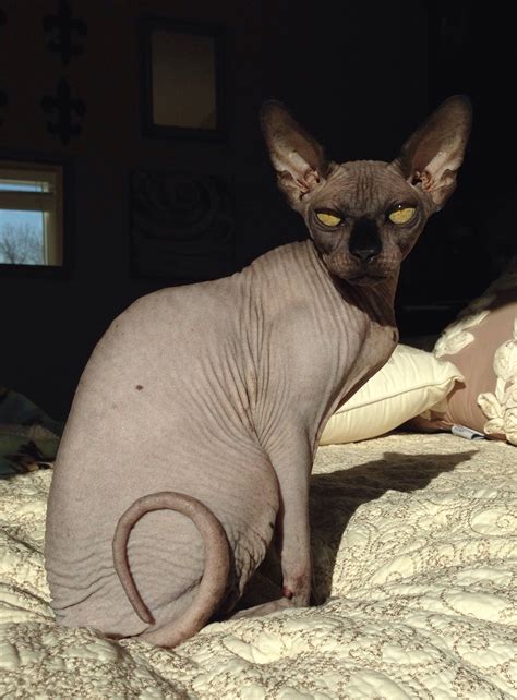 Beautiful Hairless Sphynx Cat The Perfect Pet For Cat Lovers