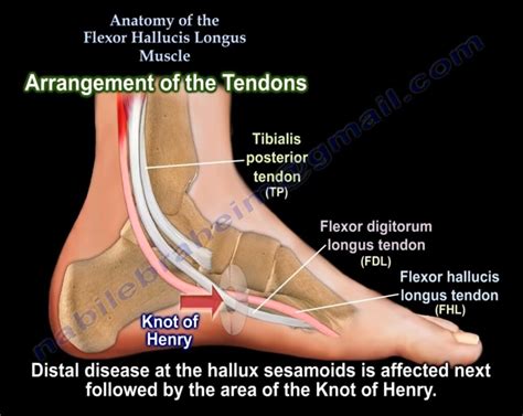 Flexor Hallucis Longus Muscle - Pain, Treatment, Tendon & Exercises