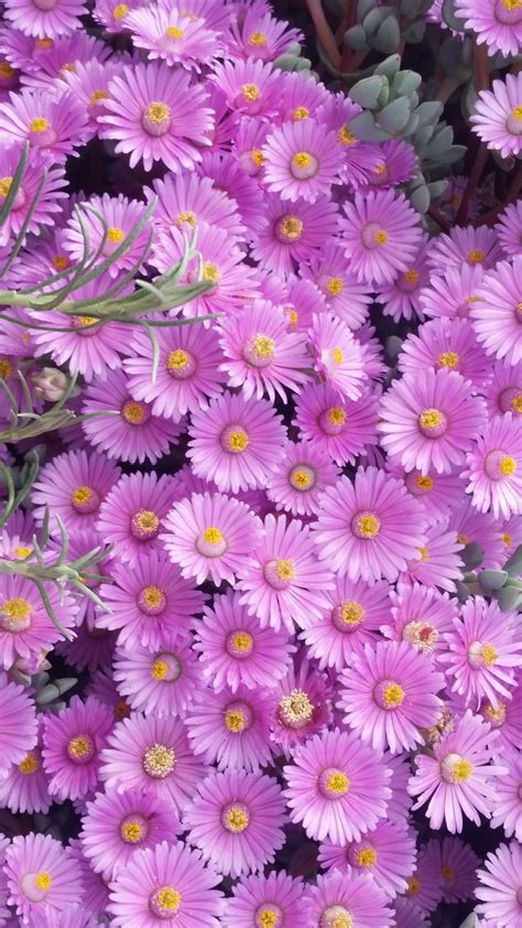 Purple Flowers With Yellow Centers And Green Stems In The Center Are