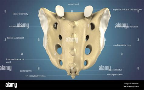 sacral spine anatomy