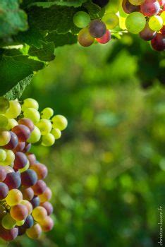 La Véraison au cœur du vignoble des Coteaux du Quercy Christian