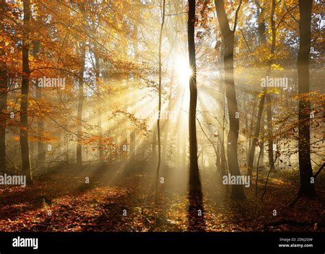 Forêt naturelle de chênes et de sangsues à feuilles caduques en automne