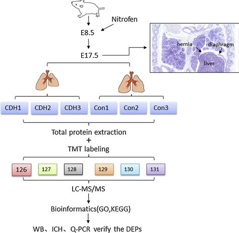 An Experimental Flowchart For The Quantitative Tmt Proteomics Approach