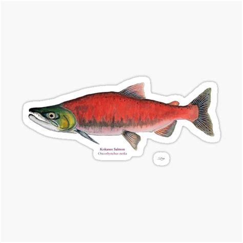 Kokanee Salmon Sticker By Skemmss Redbubble