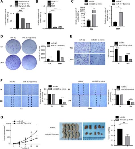 MicroRNA 367 3p Directly Targets RAB23 And Inhibits Proliferation