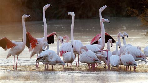 En Camargue Un Parc Zoologique Dénombre 1000 Flamants Roses De Plus Qu