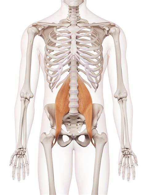 Psoas Muscle Referred Pain