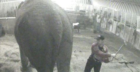 Shocking New Adi Cruelty Exposé Shames Uk Circus Industry Stop Circus