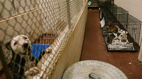 Do Animal Shelters Kill Dogs