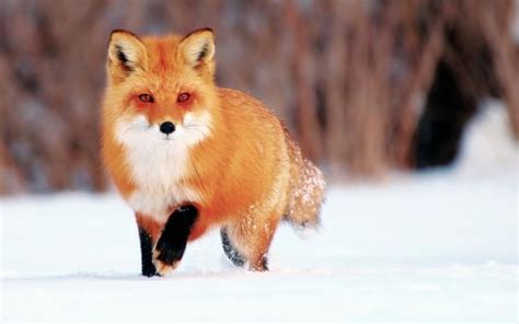 Winter Snow, Little Fox Wallpaper,winter Hd Wallpaper,snow - Fox In Winter Wallpaper Hd ...