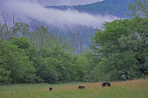 A Family of Bears Graze in Cades Cove. Stock Image - Image of family ...