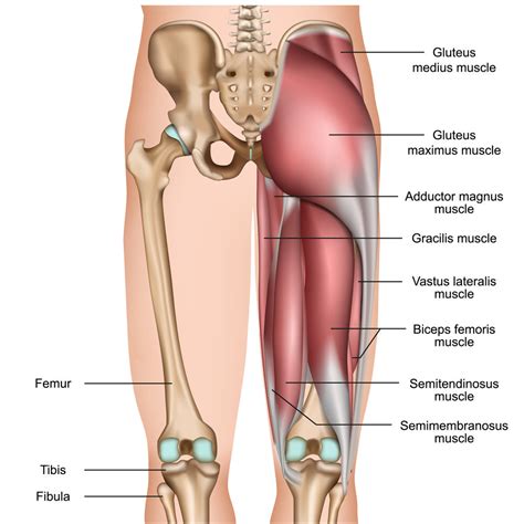 Myth: Hamstring Tightness at the Back of the Knee is Not Hamstring ...