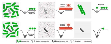 Biopic白凡课题组揭示调控细菌耐药和复苏的关键分子机制