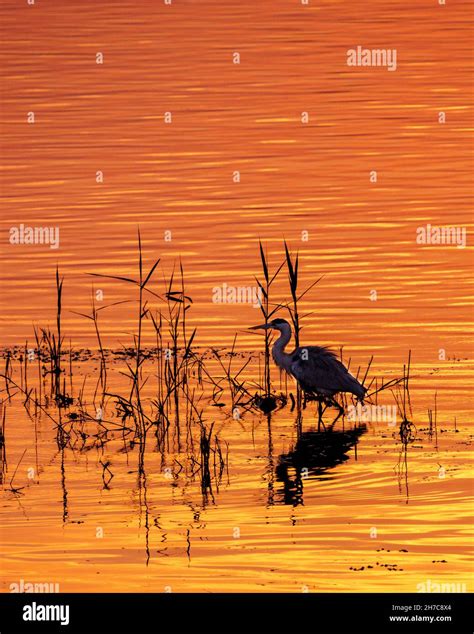 Egyptian Heron Hi Res Stock Photography And Images Alamy