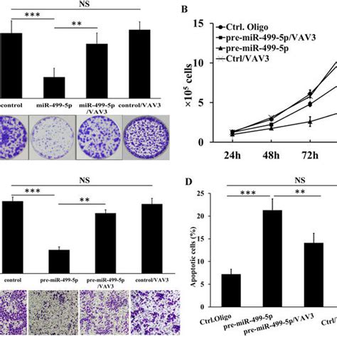 Vav3 Is Involved In Mir 499 5p Induced Suppression Of A549 Cells