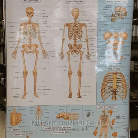 Human Skeleton System Chart- Detailed - Panda Soko