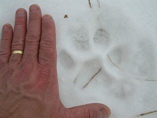 Images: Far-Wandering Cougar | Live Science