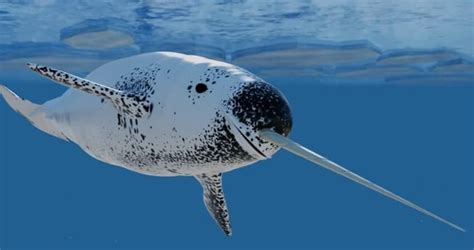 Narwhals The Majestic Unicorns Of The Sea Free The Ocean