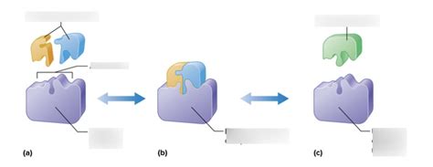 Enzyme Catalyzed Reaction Diagrams Ch4 Test Diagram Quizlet