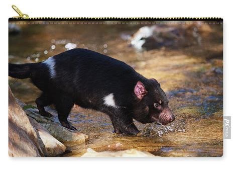 Tasmanian Devil Pouch