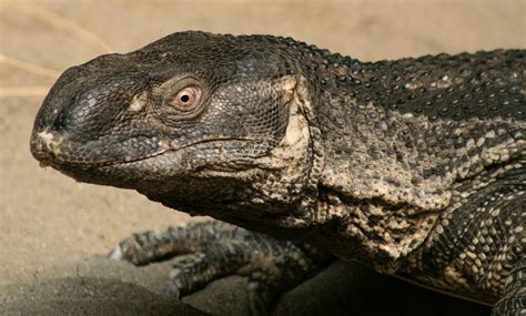 Black-throated Monitor Care - Information, Enclosure, Diet & Health ...