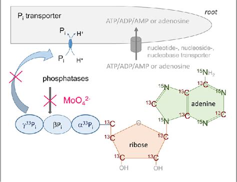 Figure 1 from ATP as Phosphorus and Nitrogen Source for Nutrient Uptake by Fagus sylvatica and ...