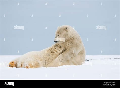 Polar Bears Ursus Maritimus Sow Nurses Her Spring Cub Along The Coast