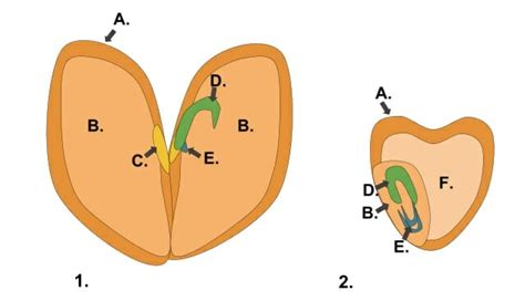 Monocot vs. Dicot | Biology Dictionary