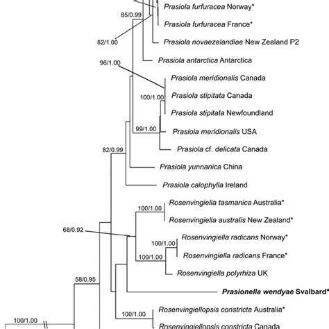 Phylogram Inferred From Maximum Likelihood Analysis Of The Concatenated